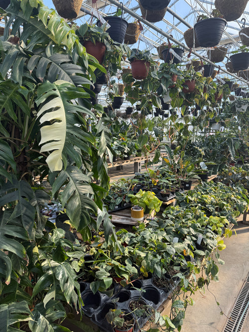 3 sessions of 60 minutes