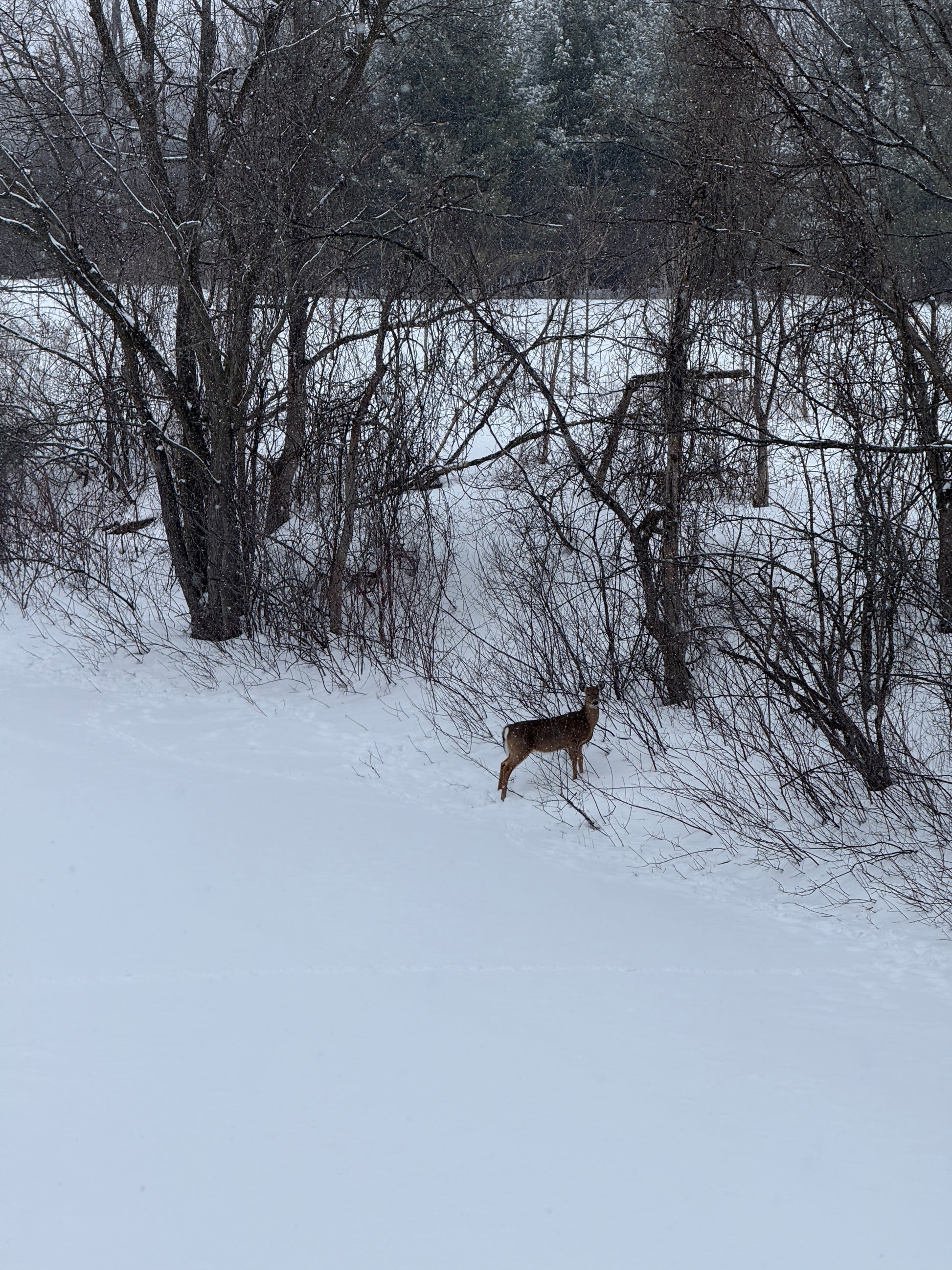 One coaching session of an hour